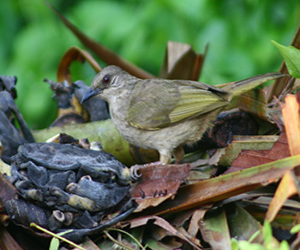 Pycnonotus blanfordi01.jpg