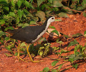 Amaurornis phoenicurus01.jpg