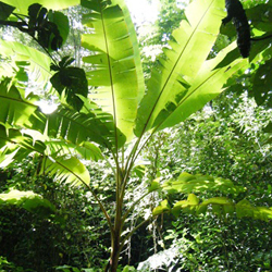 Musa acuminata Colla.jpg