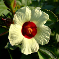 Hibiscus sabdariffa L 03.jpg