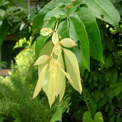 Cynometra-ramiflora Linn Caesalpinioideae 03.jpg