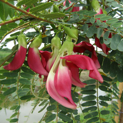 Sesbania grandiflora Pers.jpg