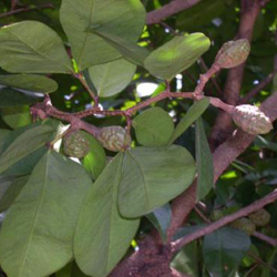 Cynometra-ramiflora Linn Caesalpinioideae 02.jpg