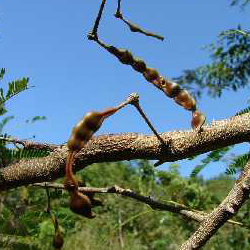 Acacia concinna Willd DC 01.jpg