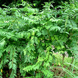 Colubrina asiatica Brongn 04.jpg