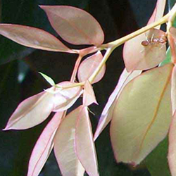 Cynometra-ramiflora Linn Caesalpinioideae.jpg