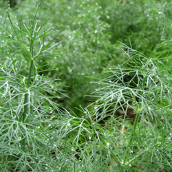 Anethum graveolens Linn 01.jpg