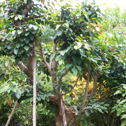 Ficus lacor Buch 04.jpg