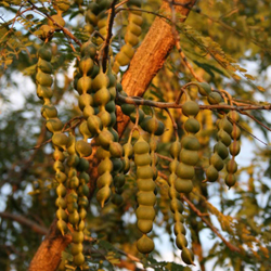 Acacia concinna Willd DC 04.jpg