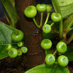 Ficus botryocarpa Miq 02.jpg