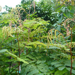 Acacia concinna Willd DC 02.jpg