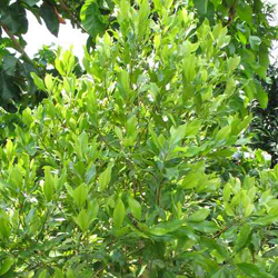 Eugenia aromatica Kuntze 01.jpg