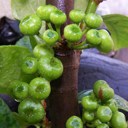 Ficus botryocarpa Miq.jpg