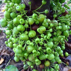 Ficus botryocarpa Miq 01.jpg