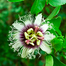 Passiflora foetida L.jpg