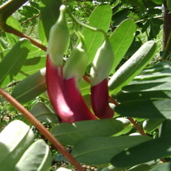 Sesbania grandiflora Pers 02.jpg