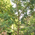 Ficus botryocarpa Miq 04.jpg