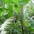 Musa acuminata Colla 02.jpg