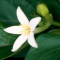 Morinda citrifolia Linn.jpg