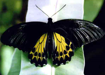 Malayan Birdwing.jpg