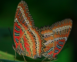 Red Lacewing3.jpg
