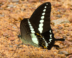 Banded Swallowtail2.jpg