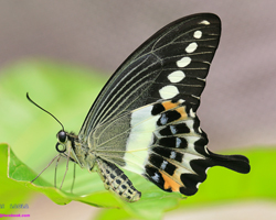 Banded Swallowtail3.jpg