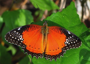 Red Lacewing.jpg
