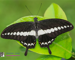 Banded Swallowtail4.jpg