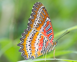 Red Lacewing5.jpg