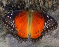 Red Lacewing4.jpg