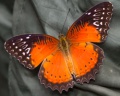 Red Lacewing2.jpg