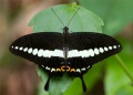 Banded Swallowtail.jpg
