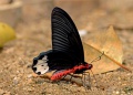 Burmese Batwing.jpg