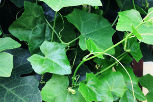 Ivy-gourd2.png