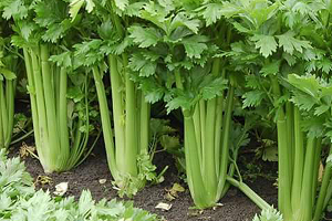Celeryy1.png
