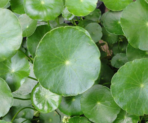 Hydrocotyle.png