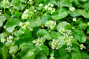 Hydrocotyle3.png