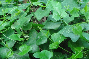 Ivy-gourd1.png