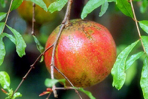 Pomegranates4.png
