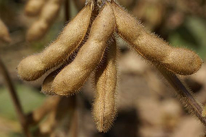 Soybean4.png