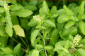 Holy-basil3.png