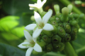 Great-morinda3.png