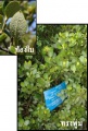 Mangrove plant05.jpg