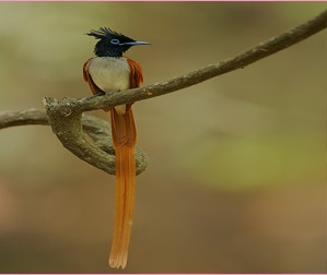 Asian paradise-flycatcher1.jpg