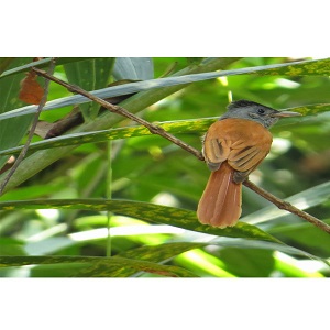 Asian paradise-flycatcher4.jpg