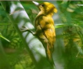 Bamboo Woodpecker.jpg