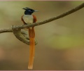 Asian paradise-flycatcher1.jpg