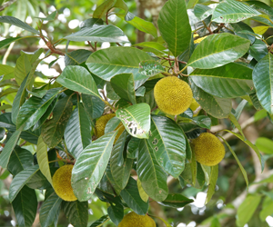 Wild jackfruit.png