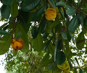 Wild jackfruit1.png